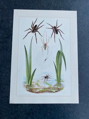 10 prenten insekten soorten spinnen 19x27 cm samen 20 euro beschikbaar voor biedingen