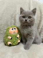 Britse korthaar kittens, Meerdere dieren, Ontwormd, 0 tot 2 jaar