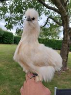 Zijdehoen kip of haan? Gaan met z'n 3e weg 10 euro per stuk, Dieren en Toebehoren, Pluimvee, Geslacht onbekend, Kip