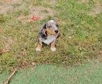 Teckel pup langhaar teefje, Dieren en Toebehoren, België, Particulier, Rabiës (hondsdolheid), 8 tot 15 weken