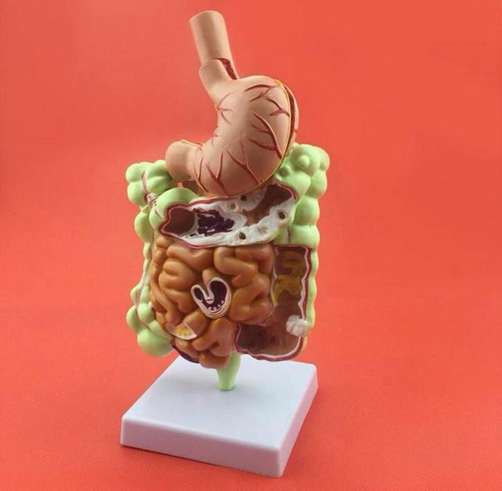 Menselijk Spijsverteringsstelsel Anatomie Model Medisch, Diversen, Schoolbenodigdheden, Nieuw, Verzenden
