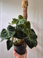 Philodendron verrucosum op kurk tak, Huis en Inrichting, Kamerplanten, Groene kamerplant, Ophalen of Verzenden, Overige soorten
