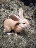 Vlaamse reuzen, Dieren en Toebehoren, Konijnen, Mannelijk, Groot, 0 tot 2 jaar