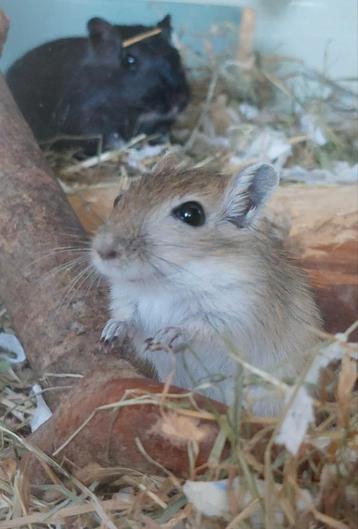 Gerbils! Woestijn ratjes! 2 broertjes en 1 zusje! beschikbaar voor biedingen