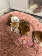Golden Britse kort/langhaar kittens te koop, Dieren en Toebehoren, Ontwormd