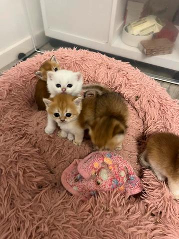 Golden Britse kort/langhaar kittens te koop beschikbaar voor biedingen