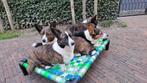 Hondenmand hondenkussen hondenstretcher bench puppy bull dog, Overige, 5334LB, Nieuw, Ophalen of Verzenden