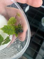 Ranitomeya Variabilis Southern, Amfibie, 0 tot 2 jaar
