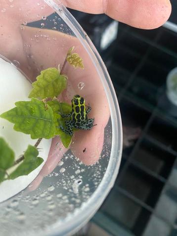 Ranitomeya Variabilis Southern beschikbaar voor biedingen