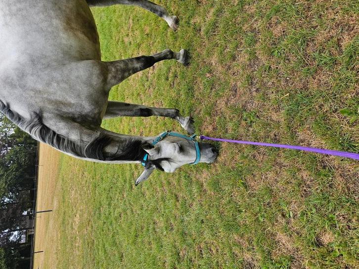Stalling en weidegang gezocht, Dieren en Toebehoren, Stalling en Weidegang, Stalling, Weidegang