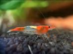 Orange Rili garnalen | Neocaridina shrimps oranje, Kreeft, Krab of Garnaal, Zoetwatervis
