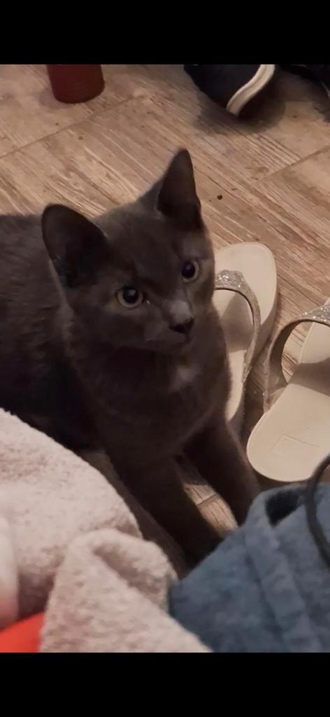 2 katers te koop, Dieren en Toebehoren, Katten en Kittens | Raskatten | Korthaar, Kater, Gechipt