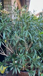 Witte oleander, Tuin en Terras, Planten | Tuinplanten, Ophalen, Overige soorten, Volle zon