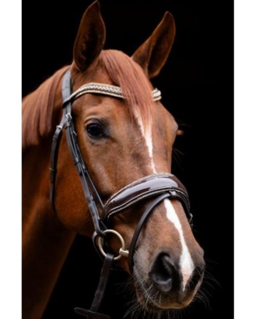 Hoofdstel HB Showtime It is So Special Bruin Cob Full, Dieren en Toebehoren, Paarden en Pony's | Hoofdstellen en Tuigage, Nieuw
