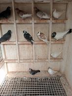 Kumrus/Fluitduiven!, Dieren en Toebehoren, Vogels | Duiven, Mannelijk