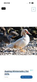 Gezocht witte Carolien man, Dieren en Toebehoren, Pluimvee, Mannelijk, Eend