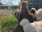 Goudpatrijs haan van 1.5 jaar, Dieren en Toebehoren, Pluimvee, Mannelijk, Kip