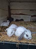 Mooie hangoor konijntjes, Dieren en Toebehoren, Konijnen, Meerdere dieren, Hangoor
