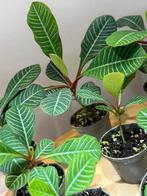 Madagascar Jewel (Euphorbia leuconeura) Klein Plantje, Ophalen of Verzenden