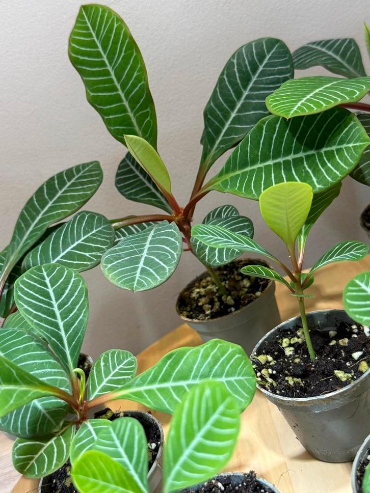 Madagascar Jewel (Euphorbia leuconeura) Klein Plantje, Huis en Inrichting, Kamerplanten, Ophalen of Verzenden