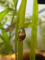 blaasjesslak (familie Physidae) slakken aquarium, Slak of Weekdier