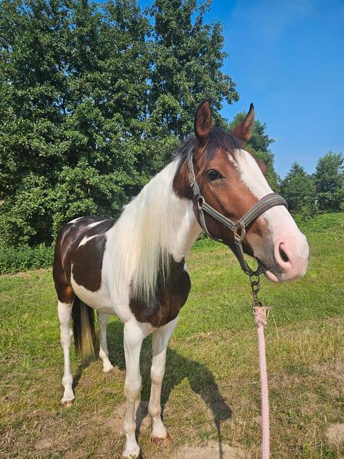 Lease /verzorg / bijrijdpaarden, Diensten en Vakmensen, Dieren | Paarden | Verzorging, Oppas en Les