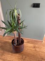 Yucca hoogte 110 cm, Ophalen, Overige soorten