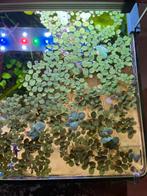 Drijfplant aquarium salvinia natans, Ophalen, Plant(en), Steen of Hout