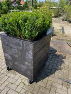 Plantenbak SALE 80x80x80 cm op wielen ingeplant met ilex, Tuin en Terras, Bloembakken en Plantenbakken, Vierkant, Ophalen of Verzenden