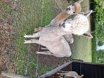 Alpaca, Dieren en Toebehoren, Overige Dieren, Mei, Vrouwelijk