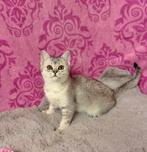 Nog ÉÉN Briste Korthaar kitten Poesje Silver, Dieren en Toebehoren, Meerdere dieren, Kortharig, 0 tot 2 jaar