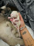 Siamees kittens te koop, Poes