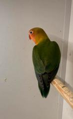 Jonge Agapornis Fischer dwergpapegaai, Dieren en Toebehoren, Vogels | Parkieten en Papegaaien, Geslacht onbekend, Dwergpapegaai of Agapornis