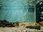 Zebra Danio, Brachydanio Rerio, Dieren en Toebehoren, Vis, Zoetwatervis
