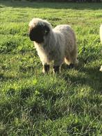 Walliser Schwarznase schapen te koop, Dieren en Toebehoren, Meerdere dieren, Schaap, 0 tot 2 jaar