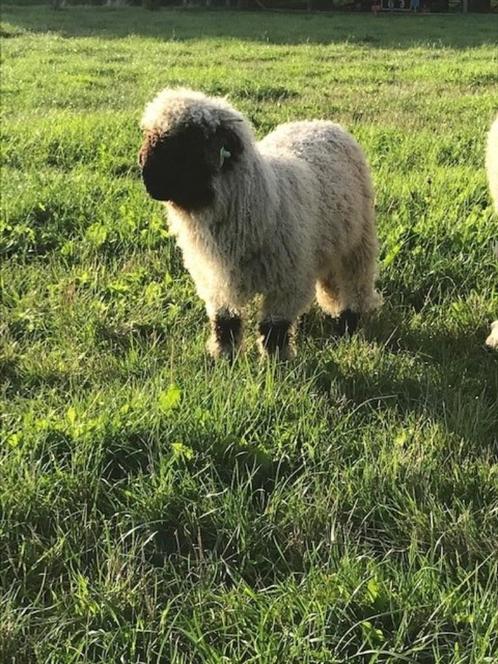 Walliser Schwarznase schapen te koop, Dieren en Toebehoren, Schapen, Geiten en Varkens, Schaap, Meerdere dieren, 0 tot 2 jaar