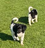 Hele vrolijke HEIDEWACHTEL x FRIESE STABIJ pups, Nederland, CDV (hondenziekte), 8 tot 15 weken, Meerdere