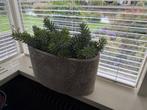 Betonlook bloempot – Mica Decorations – ovaal – modern, Ophalen, Binnen, Zo goed als nieuw, Overige vormen