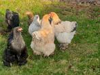 Prachtige grote Brahma hennen evt met haan, Dieren en Toebehoren, Pluimvee, Meerdere dieren, Kip