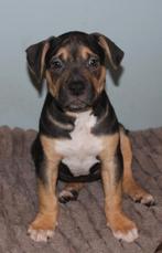 American Bully XL Puppies, Dieren en Toebehoren, Overige rassen, 8 tot 15 weken, Meerdere, Meerdere dieren