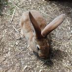 Konijnen te koop., Dieren en Toebehoren, Konijnen, Mannelijk, Groot