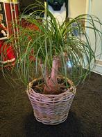 2 Prachtige grote Olifantspoot planten met Manden., Huis en Inrichting, Ophalen, Zo goed als nieuw