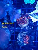 Zeeaquarium koraal voor hobby prijsjes, Overige typen