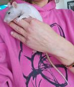 2 mannelijke ratjes, Rat, Mannelijk, Juli, Tam