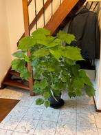 Kamerlinde, groot en gezond., Huis en Inrichting, Kamerplanten, Ophalen, Volledige schaduw, Minder dan 100 cm