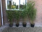 Fargesia nitida Black Pearl ( niet woekerende bamboe ), Vaste plant, Bloeit niet, Halfschaduw, Ophalen