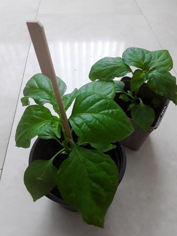 Madam Jeannette peperplantjes moestuinplantjes peper plantje beschikbaar voor biedingen