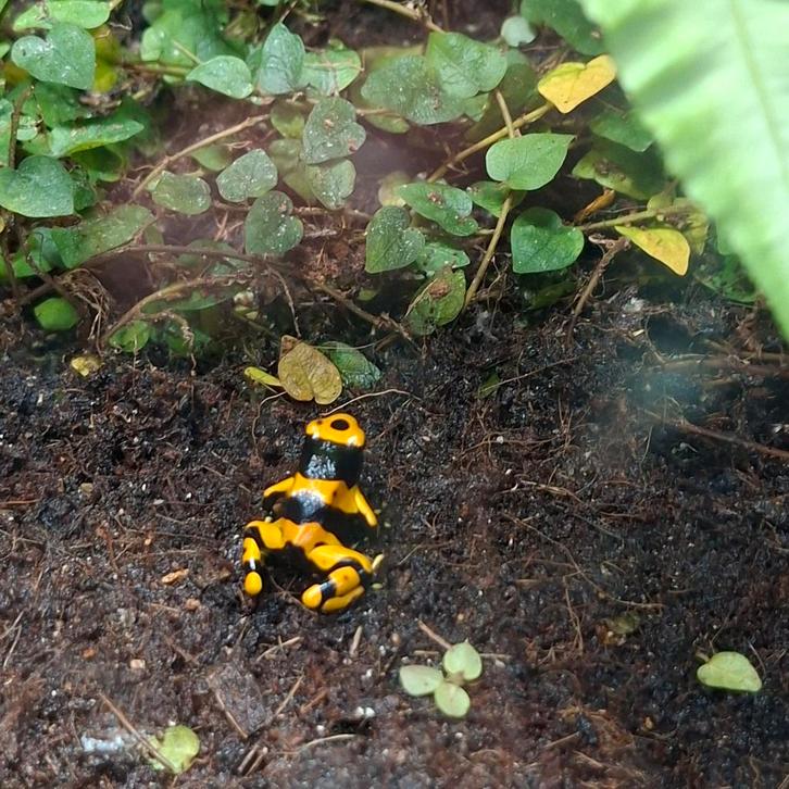 Gifkikkers leucomelas