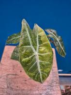 Alocasia Nairobi Aurea p12 (3), Ophalen of Verzenden, Halfschaduw, Minder dan 100 cm
