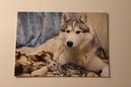 Honden Postkaart - Kitten ligt bij Siberian Husky, Schweiz, Verzamelen, Ansichtkaarten | Dieren, Ongelopen, Verzenden, 1980 tot heden